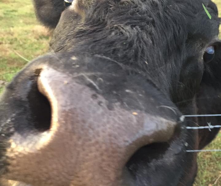 14725605_1792285497656099_6927681194299880815_n